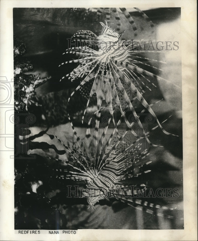 1964 Press Photo The Redfire, a tropical fish found in Red Sea and Indian Ocean.- Historic Images