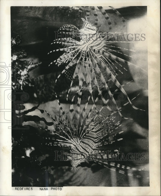 1964 Press Photo The Redfire, a tropical fish found in Red Sea and Indian Ocean.- Historic Images