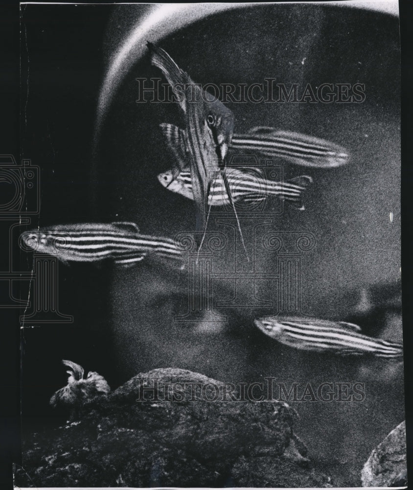 1984 Press Photo Lynn Watkins, peers at a zebra fish and angel fish, Milwaukee.- Historic Images