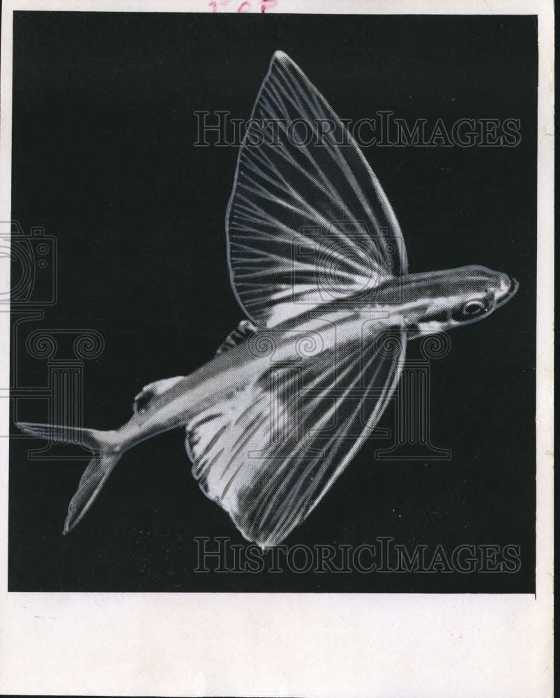 1965 Press Photo Above View of Flying Fish in Water - mjb16459