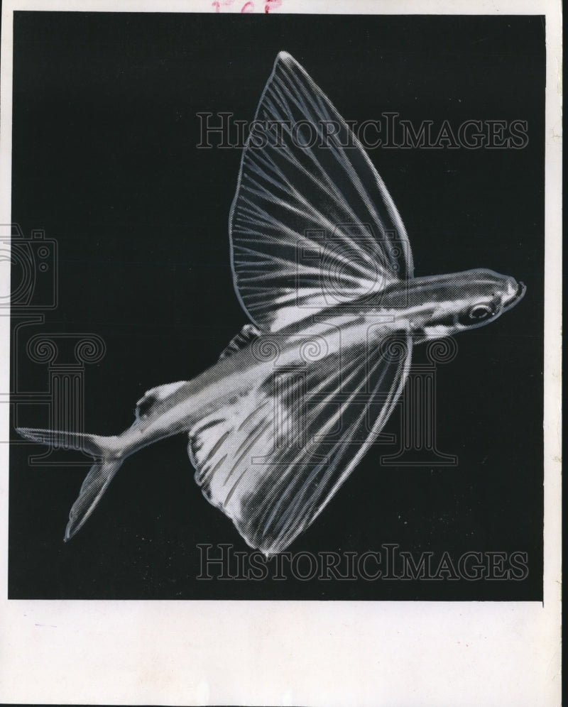 Load image into Gallery viewer, 1965 Press Photo Above View of Flying Fish in Water - mjb16459
