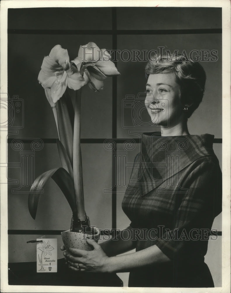 1960 Press Photo Woman Holds Big Amaryllis Bloom in Pot Forced From Dutch Bulb- Historic Images