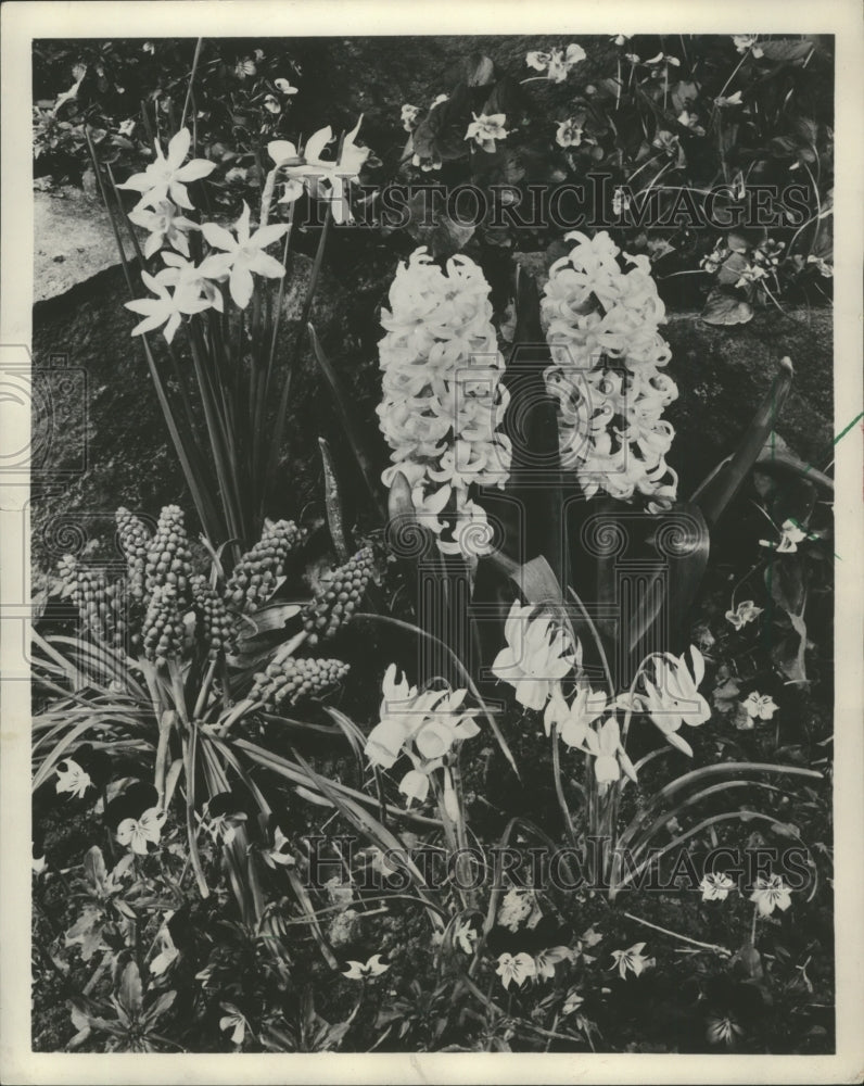 1955 Press Photo Spring Bulbs Provide Best Loved Garden Flowers - mjb21435