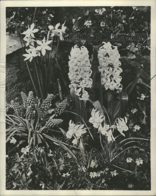 1955 Press Photo Spring Bulbs Provide Best Loved Garden Flowers - mjb21435
