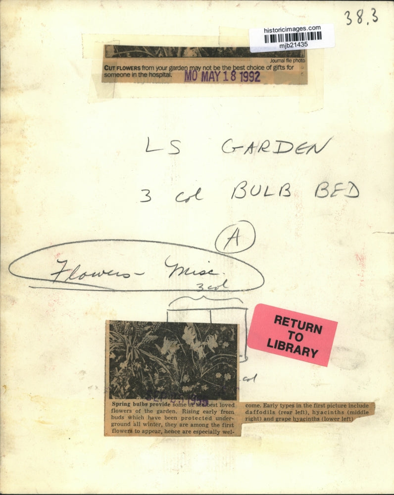 1955 Press Photo Spring Bulbs Provide Best Loved Garden Flowers - mjb21435