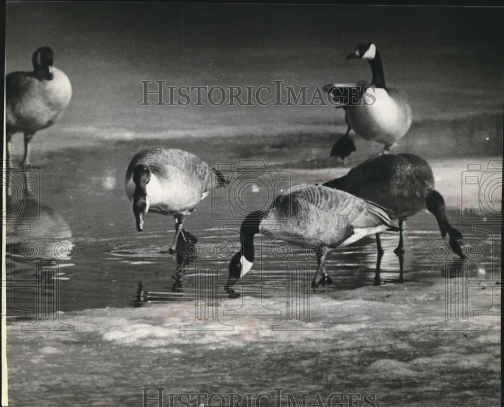 1980 Press Photo Geese Foraged in Shallow Water at the Edge of a Pond Near Tomah- Historic Images