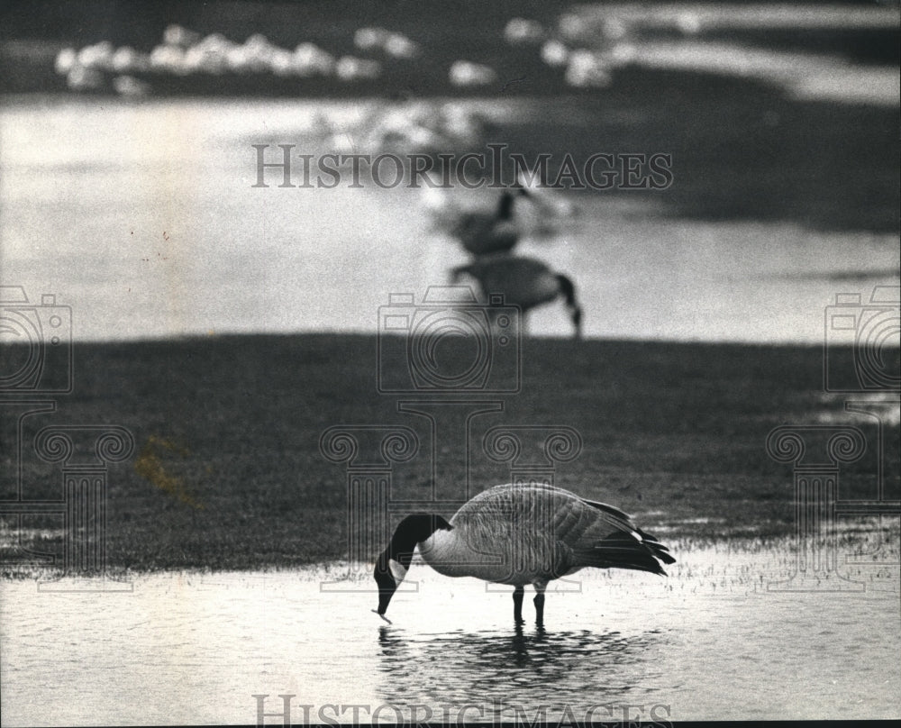 1993 Press Photo Geese at Currie Park Golf Course Wauwatosa Wisconsin- Historic Images