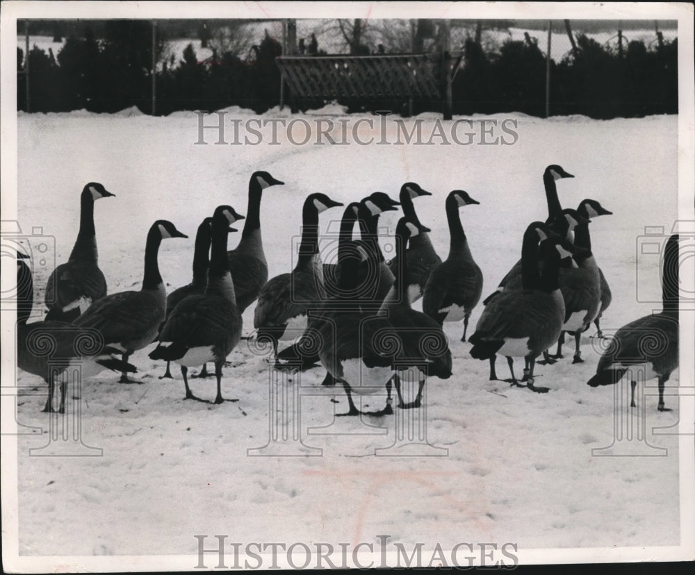 1969 Press Photo Geese Flock in Snow in Green Bay Wisconsin - mjb22252- Historic Images