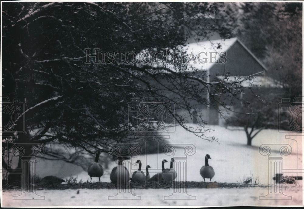 1992 Press Photo Canada Geese at Whitnall Park, Hales Corners Wisconsin- Historic Images