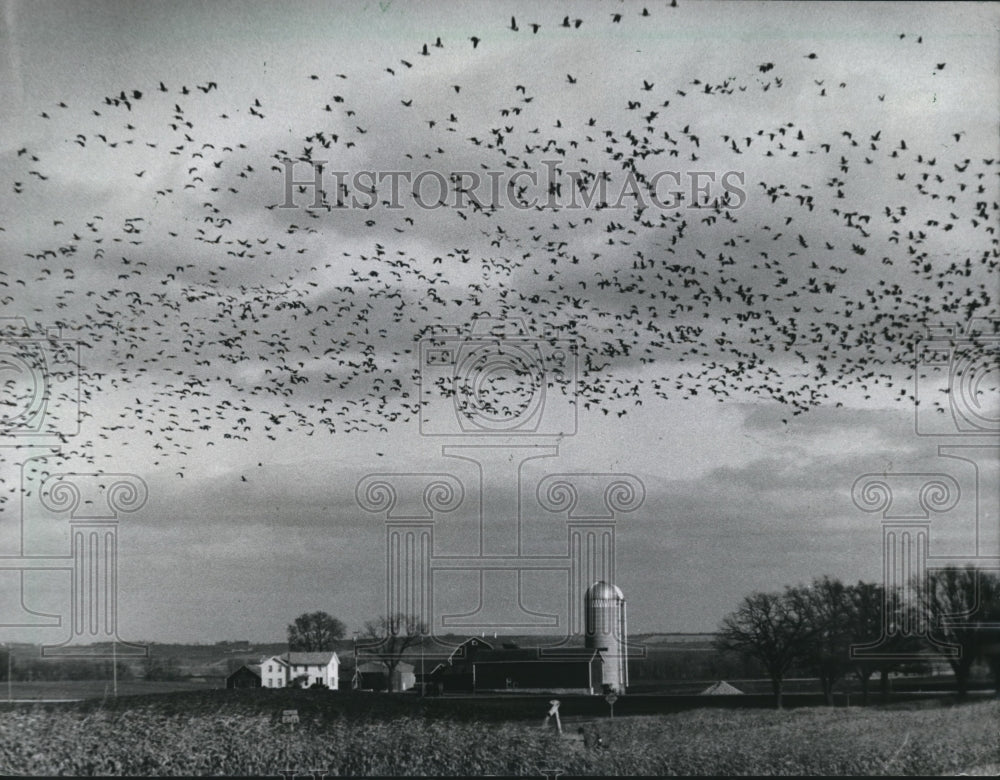 1983 Press Photo Geese Fly Over Corn Field to Marshes in Wisconsin- Historic Images