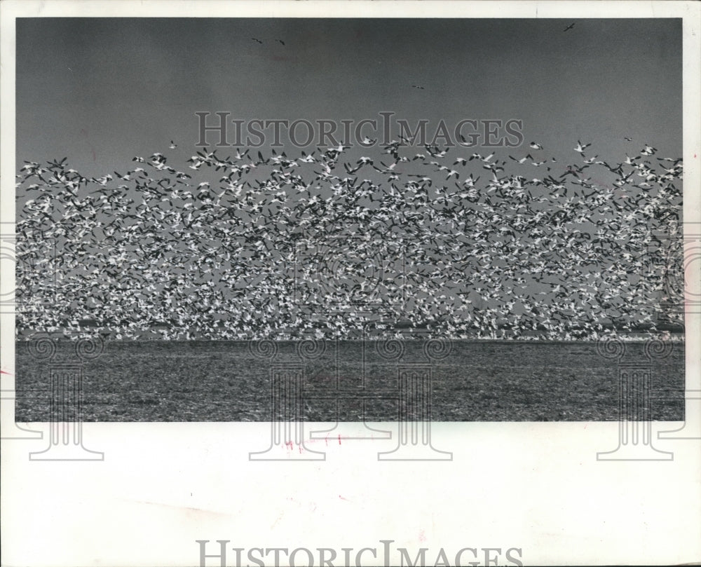 1974 Press Photo Blue and snow geese lifted off a North Dakota wheat field