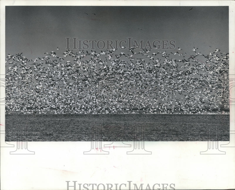 Load image into Gallery viewer, 1974 Press Photo Blue and snow geese lifted off a North Dakota wheat field
