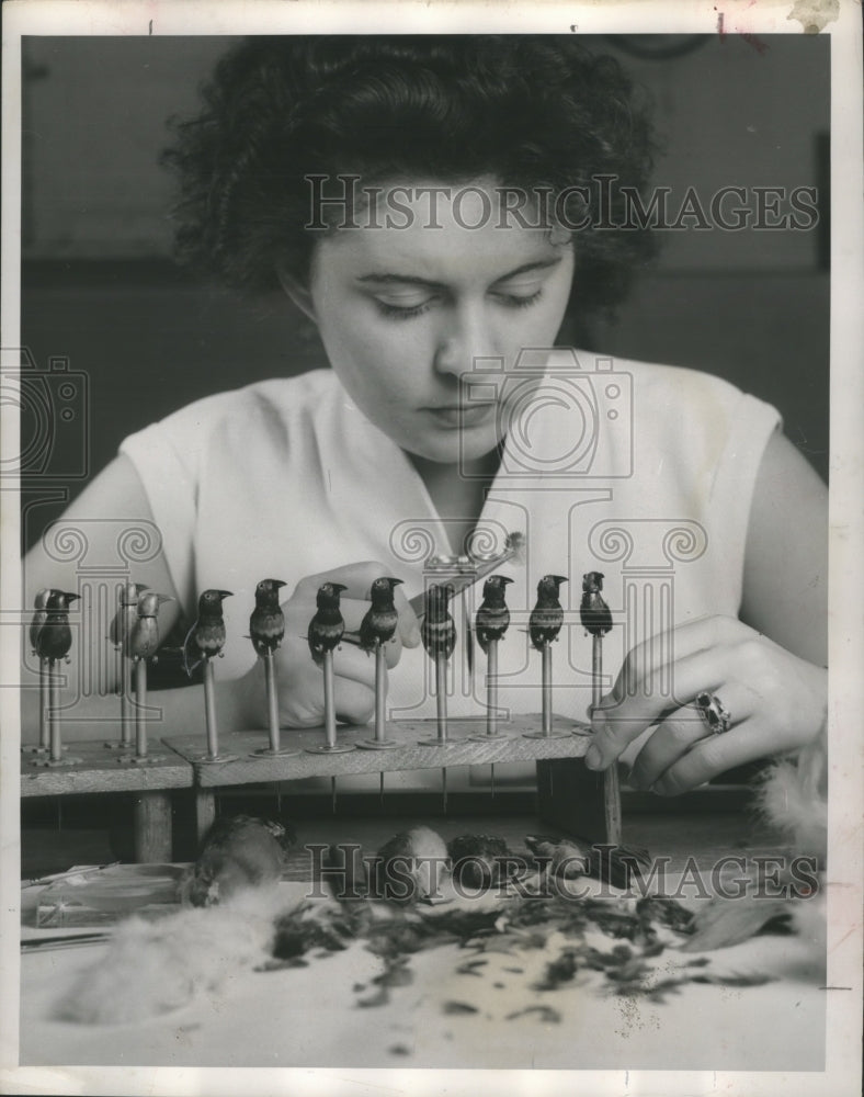 1956 Press Photo Assistant gives finishing touches to some warblers, Germany- Historic Images