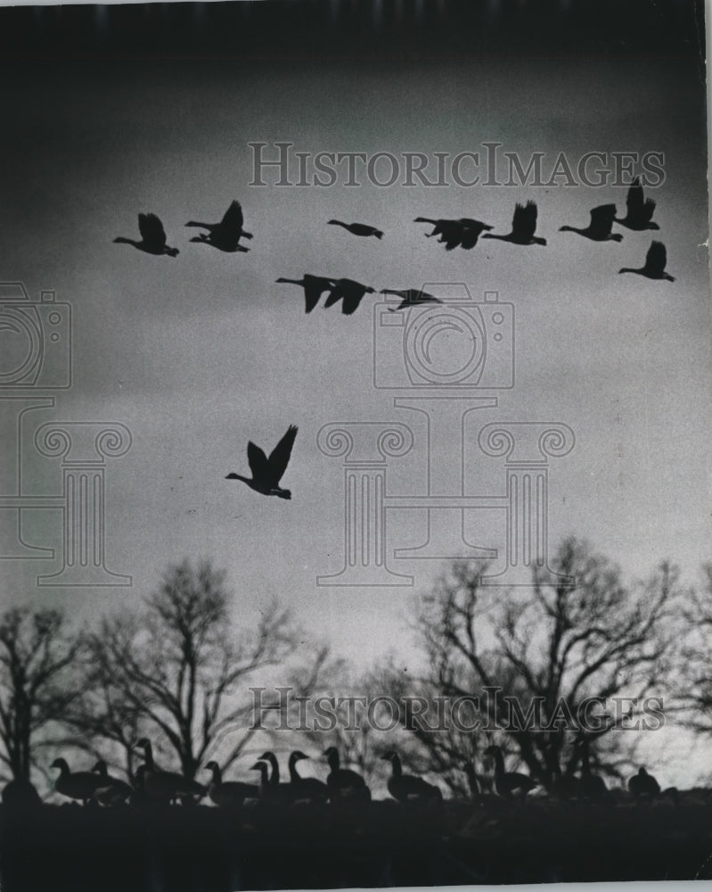 1983 Press Photo A Flock of Geese &amp; Birds, Fly East Of Fox Lake In Dodge County