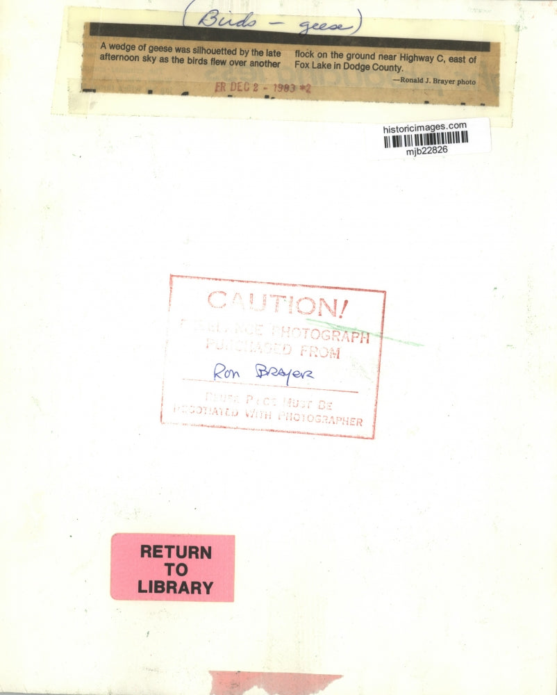 1983 Press Photo A Flock of Geese & Birds, Fly East Of Fox Lake In Dodge County