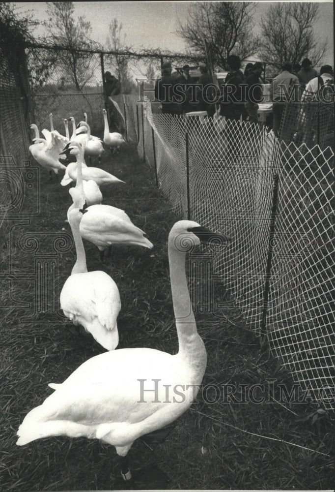 1991 Press Photo Swans, among group to be released in the wild, Waukesha.- Historic Images