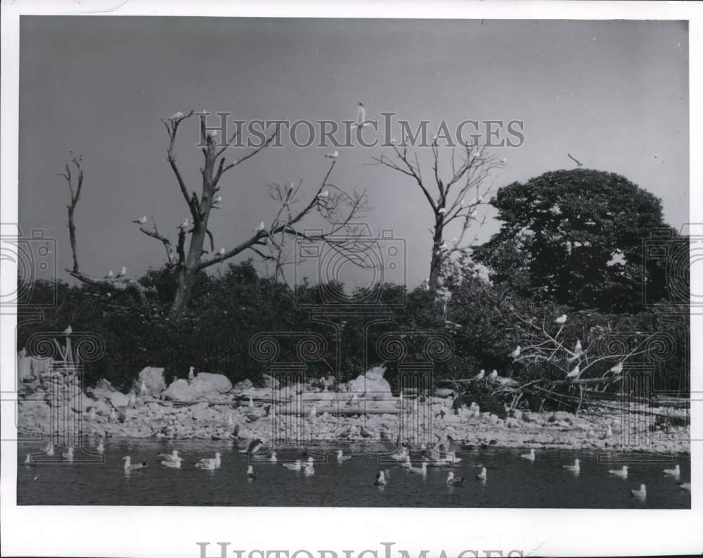 1961 Press Photo Herring Gulls nest on Hat Island, Green Bay, Wisconsin