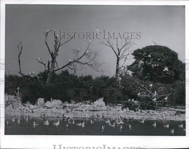 Load image into Gallery viewer, 1961 Press Photo Herring Gulls nest on Hat Island, Green Bay, Wisconsin
