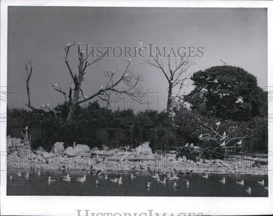 1961 Press Photo Herring Gulls nest on Hat Island, Green Bay, Wisconsin