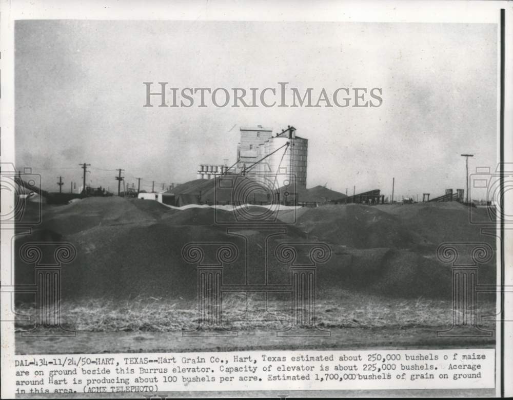 1950 Press Photo Grain elevators, piles of maize Hart Grain Company, Hart, Texas