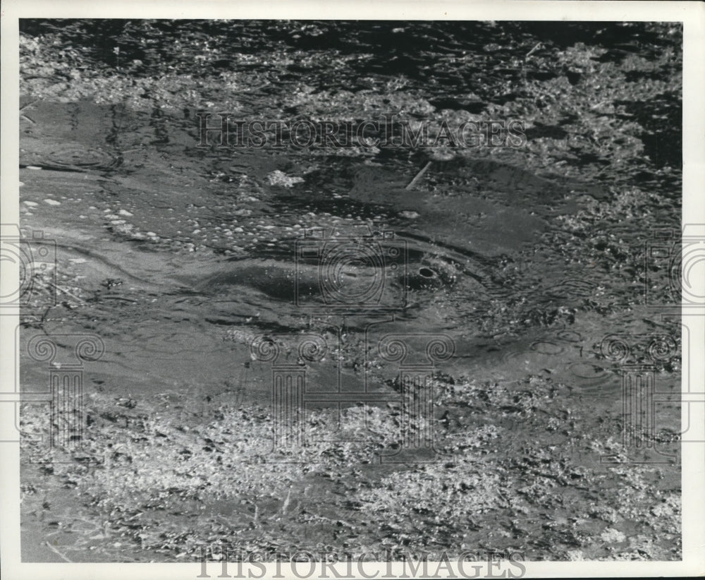 1965 Press Photo Manatee Cleaning Up a Canal Near Fort Lauderdale, Florida