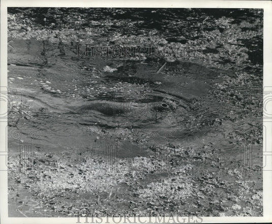 1965 Press Photo Manatee Cleaning Up a Canal Near Fort Lauderdale, Florida