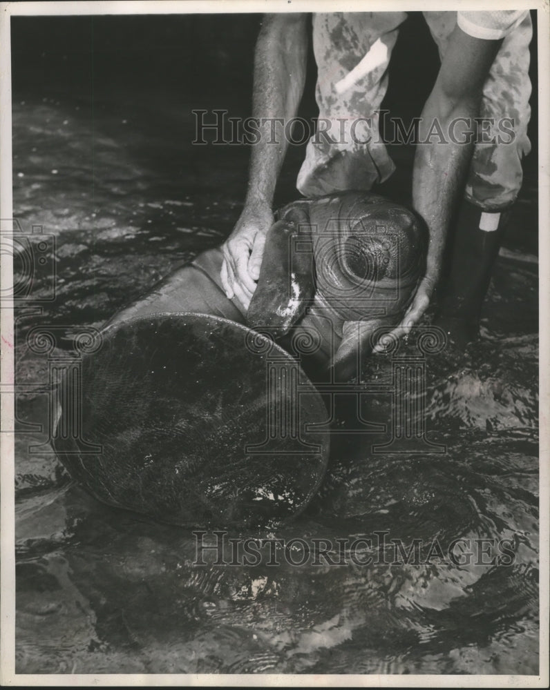 1956 Press Photo Baby Manatee, Ferdinand, is Pulled from a Tank by his Keeper