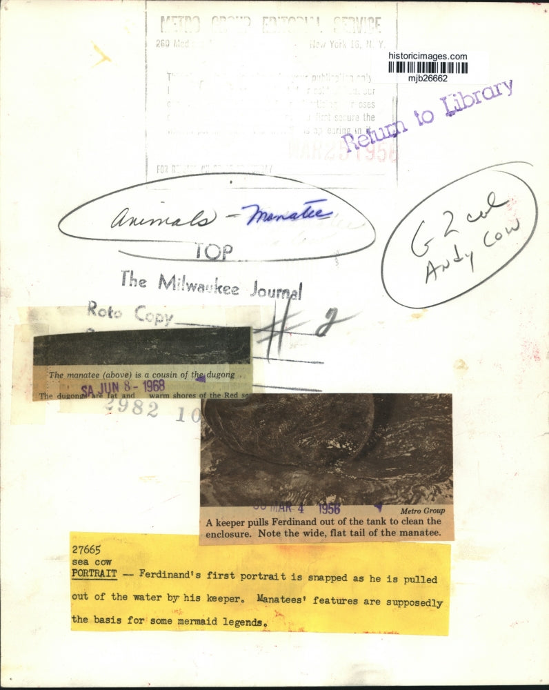 1956 Press Photo Baby Manatee, Ferdinand, is Pulled from a Tank by his Keeper