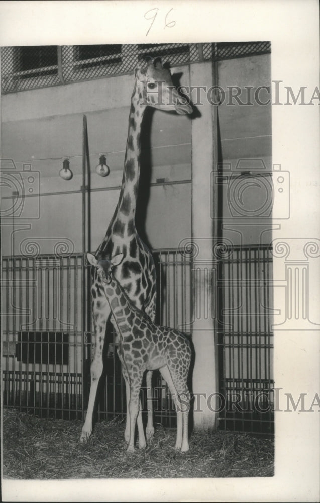 1953 Press Photo Baby Giraffe, Humbala, and Parent at the Paris Zoo in France- Historic Images