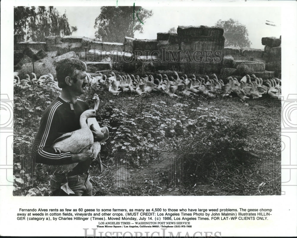 1986 Press Photo Fernando Alves with His Geese for Rent in Riverdale, California- Historic Images