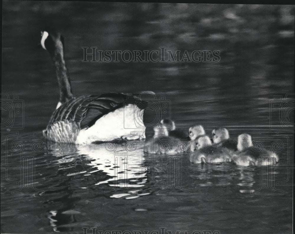 1985 Press Photo Canada Goose and Flock Head Home On Cedar Creek- Historic Images