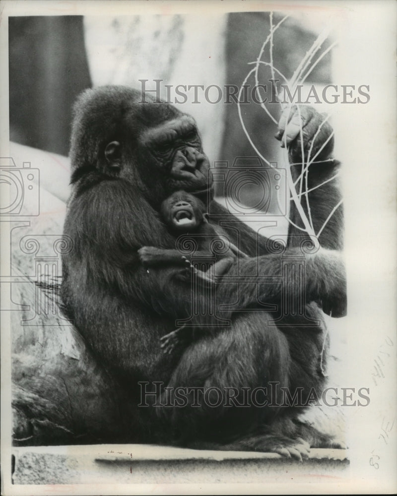 1976 Press Photo Mkubwa the Baby Gorilla Yawning While Held by Jackie - Historic Images