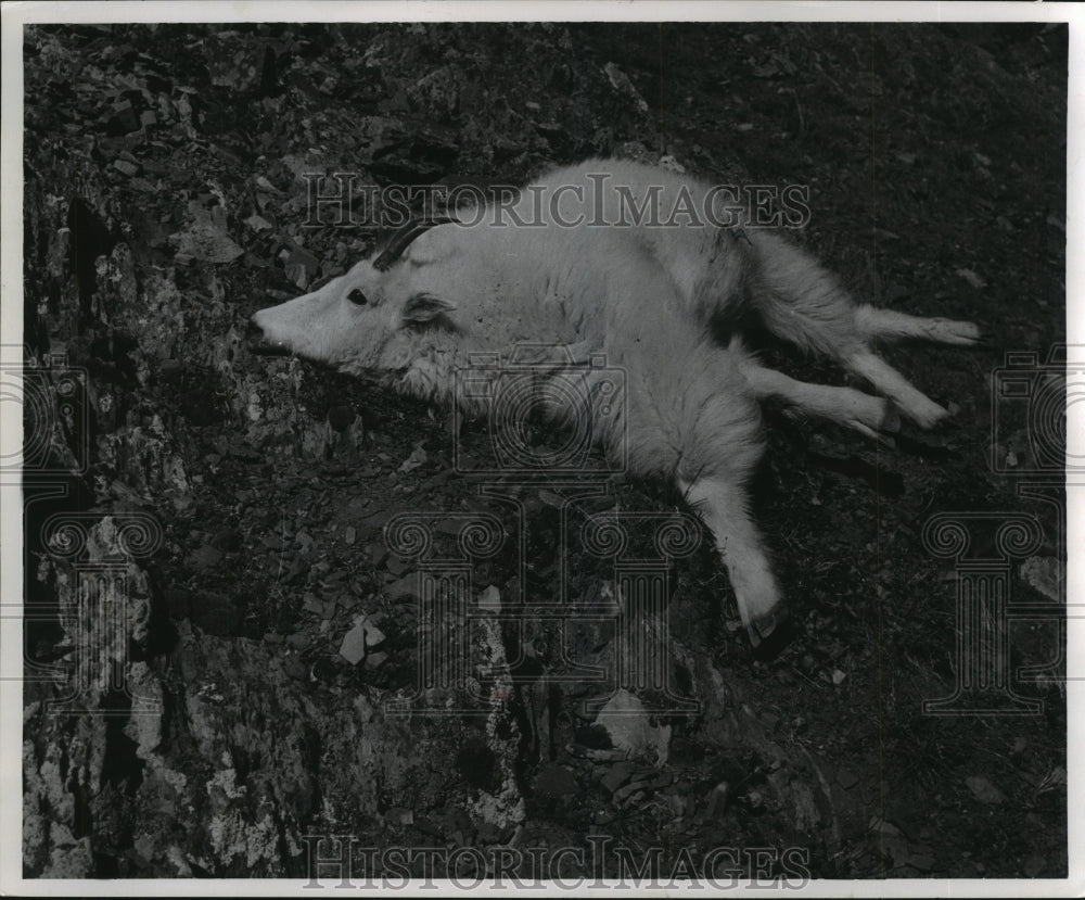 1956 Press Photo Nanny Goat Lies Dead on Cliffside After Hunter&#39;s Shot- Historic Images