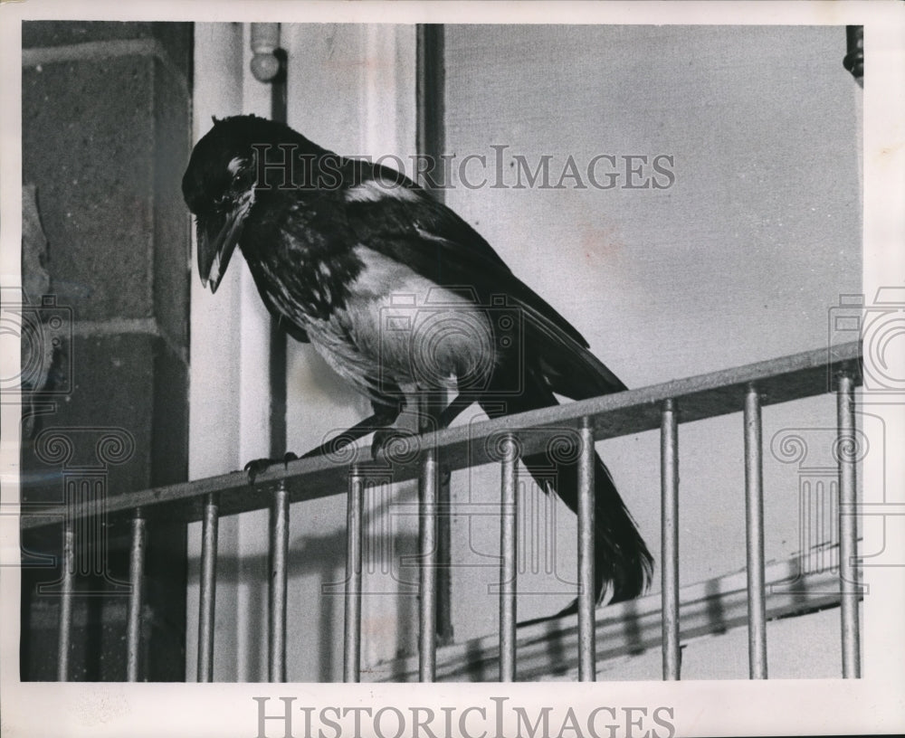 1962 Press Photo A magpie found in Juneau park, Wisconsin- Historic Images