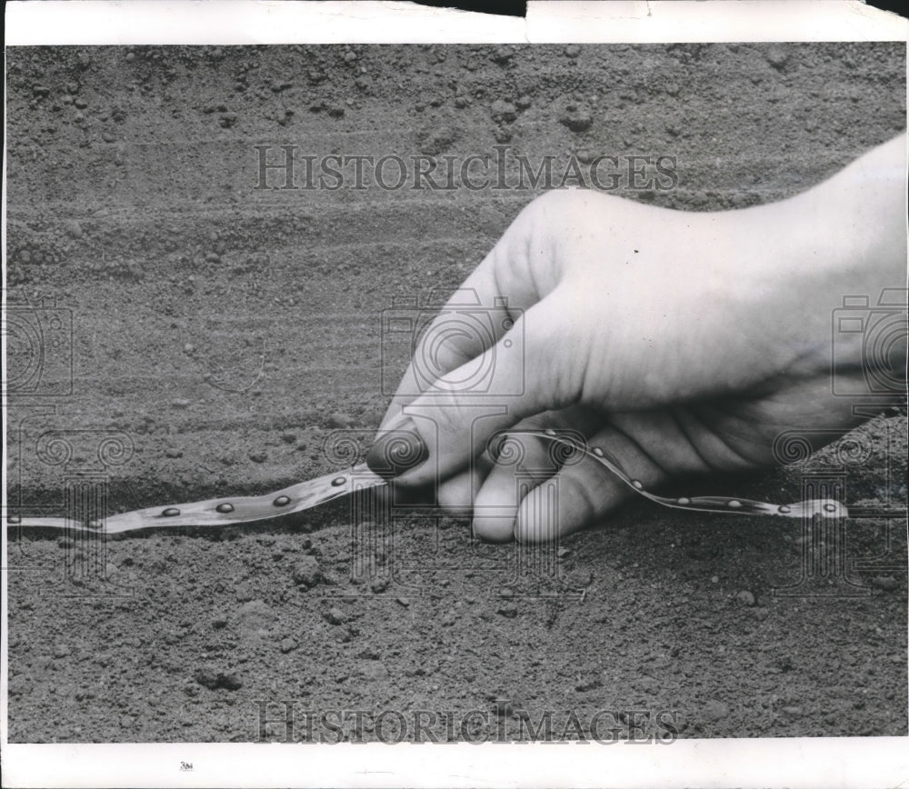 1958 Press Photo Minnesota firm is introducing seed by the foot on ribbon- Historic Images