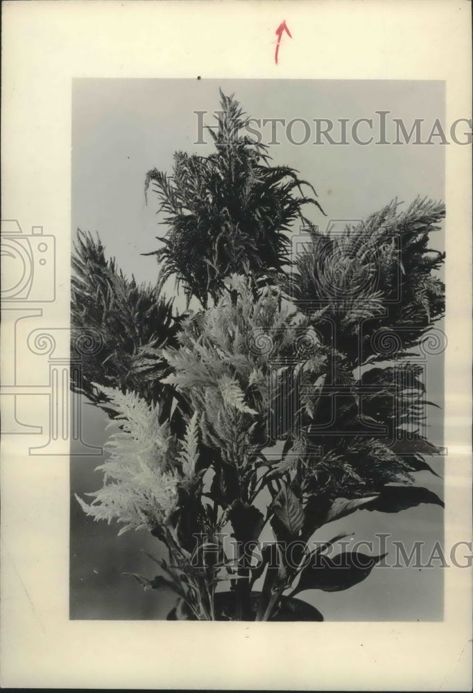 1946 Press Photo Annual Types of Plume type celosia-LS Garden - mjb35648- Historic Images