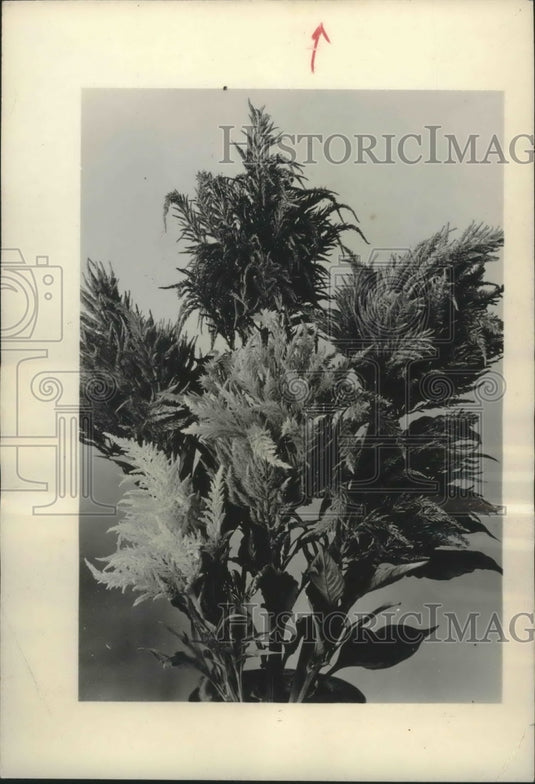 1946 Press Photo Annual Types of Plume type celosia-LS Garden - mjb35648- Historic Images