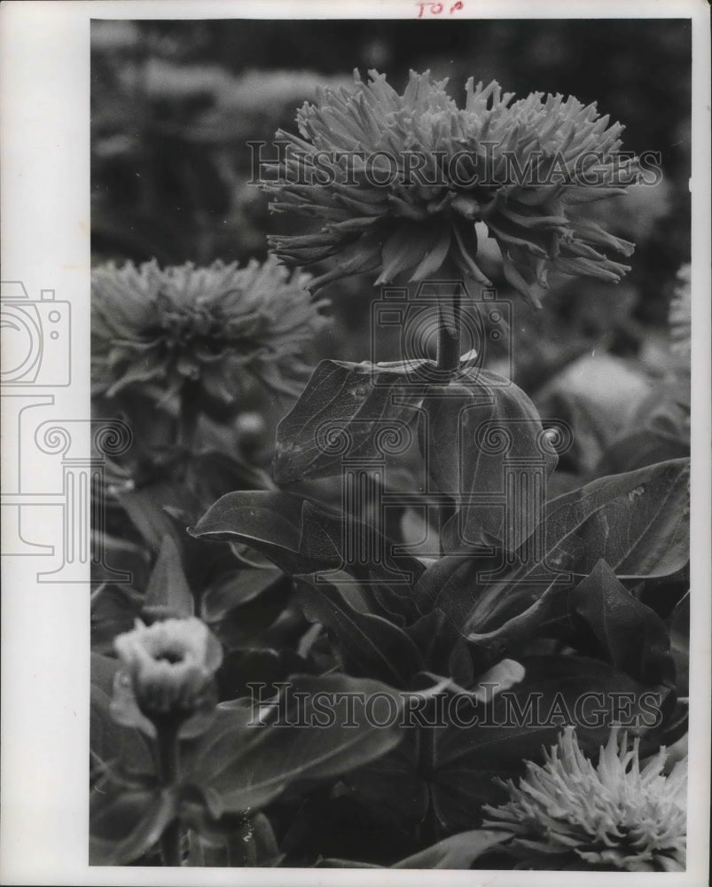 1961 Press Photo A variety of zinnia among the winner in the Whitmall Park tests
