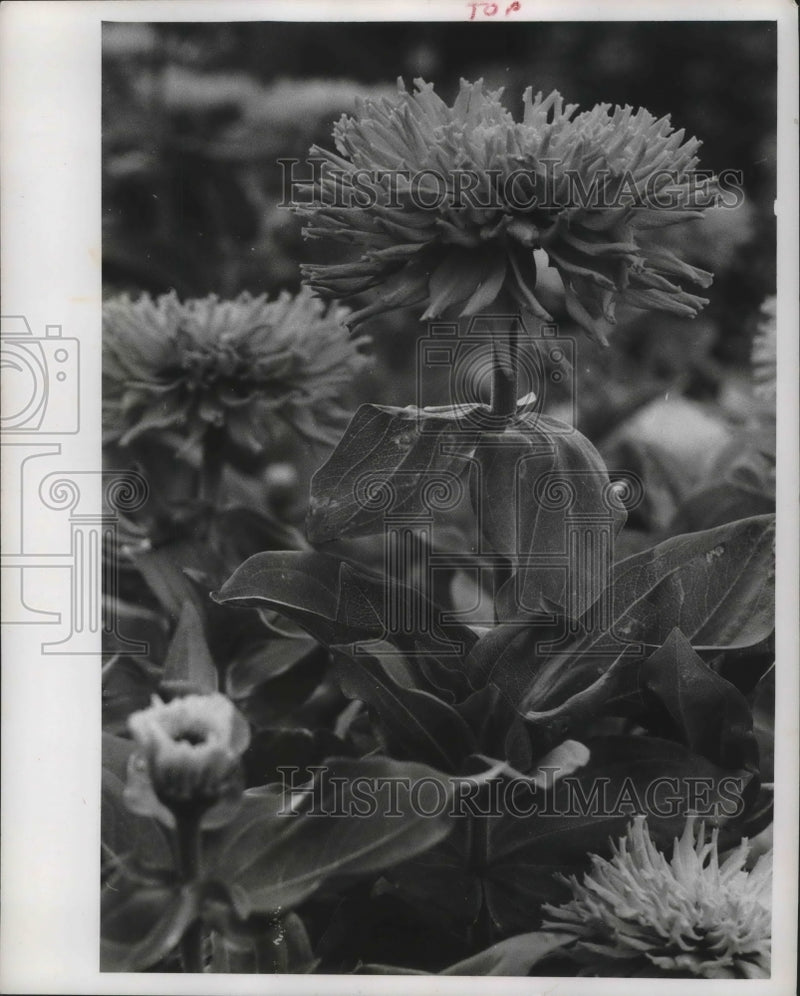Load image into Gallery viewer, 1961 Press Photo A variety of zinnia among the winner in the Whitmall Park tests
