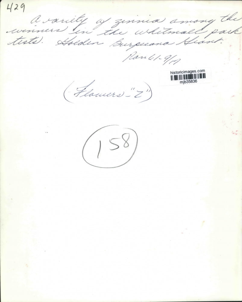 1961 Press Photo A variety of zinnia among the winner in the Whitmall Park tests