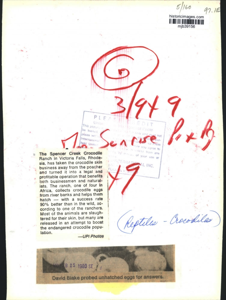 1980 Press Photo David Blake checks crocodile eggs at a crocodile ranch; Africa