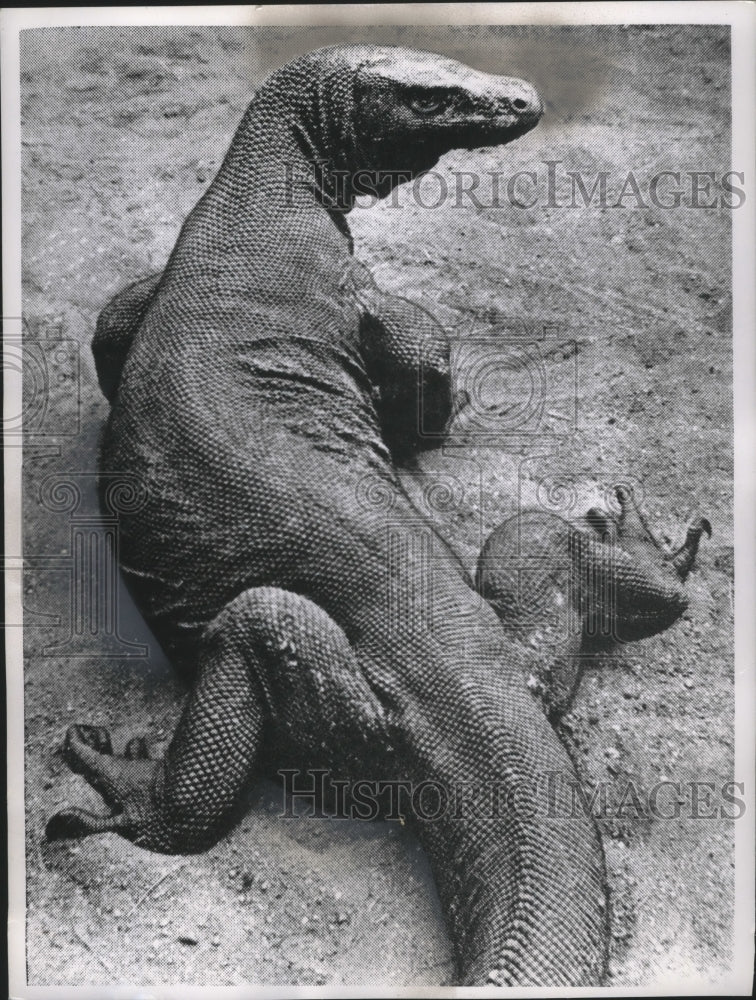 1962 Press Photo A monitor, which is part of the lizard family of reptiles- Historic Images