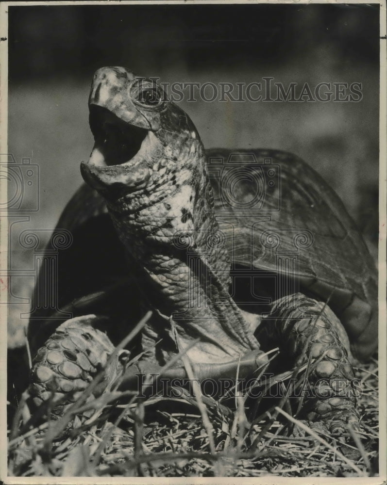 1952 Press Photo Box Turtle yawning- Historic Images