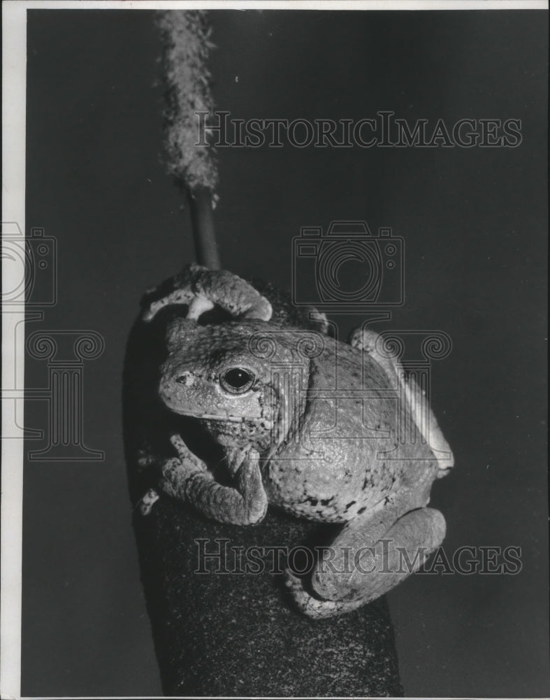 1975 Press Photo Tree Frog Observes Activity at Pond from Top of Cattail