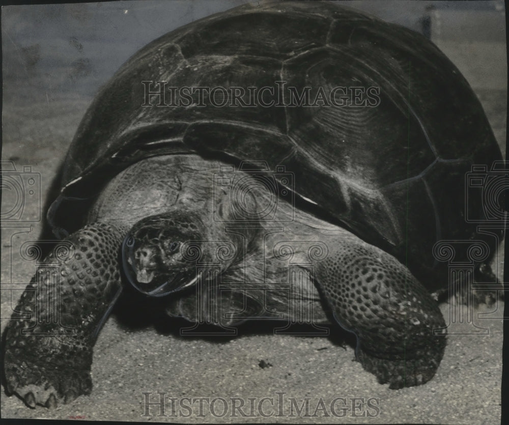 1968 Press Photo Turtle from Galapagos Islands arrived at Washington Park Zoo.