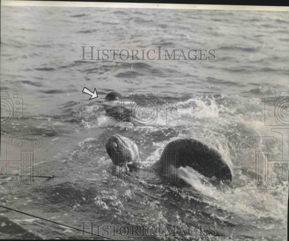 Press Photo Capturing a Turtle - mjb39840