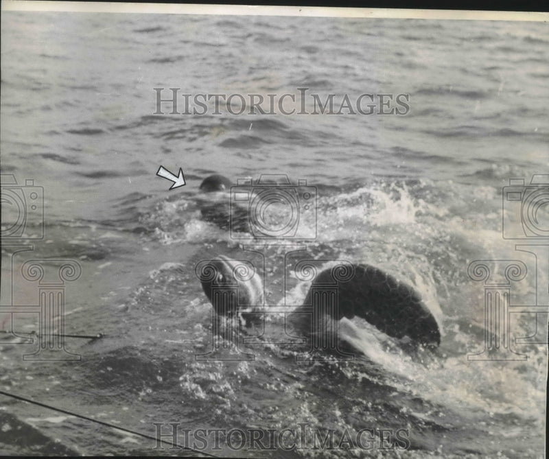 Load image into Gallery viewer, Press Photo Capturing a Turtle - mjb39840

