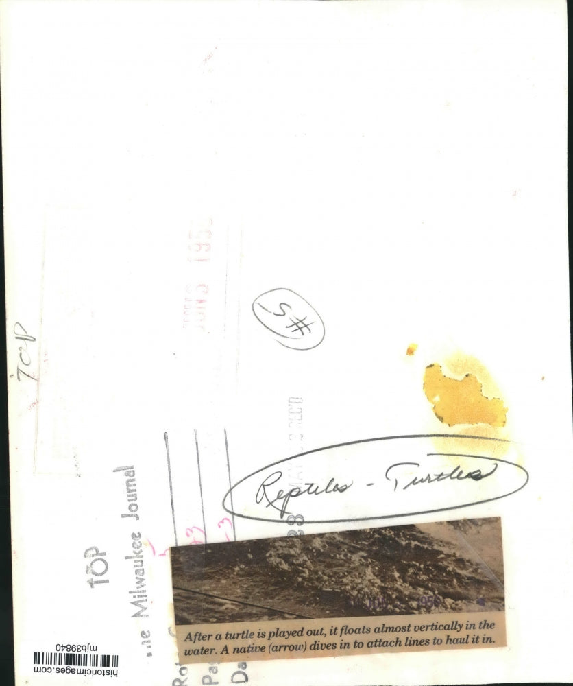 Press Photo Capturing a Turtle - mjb39840