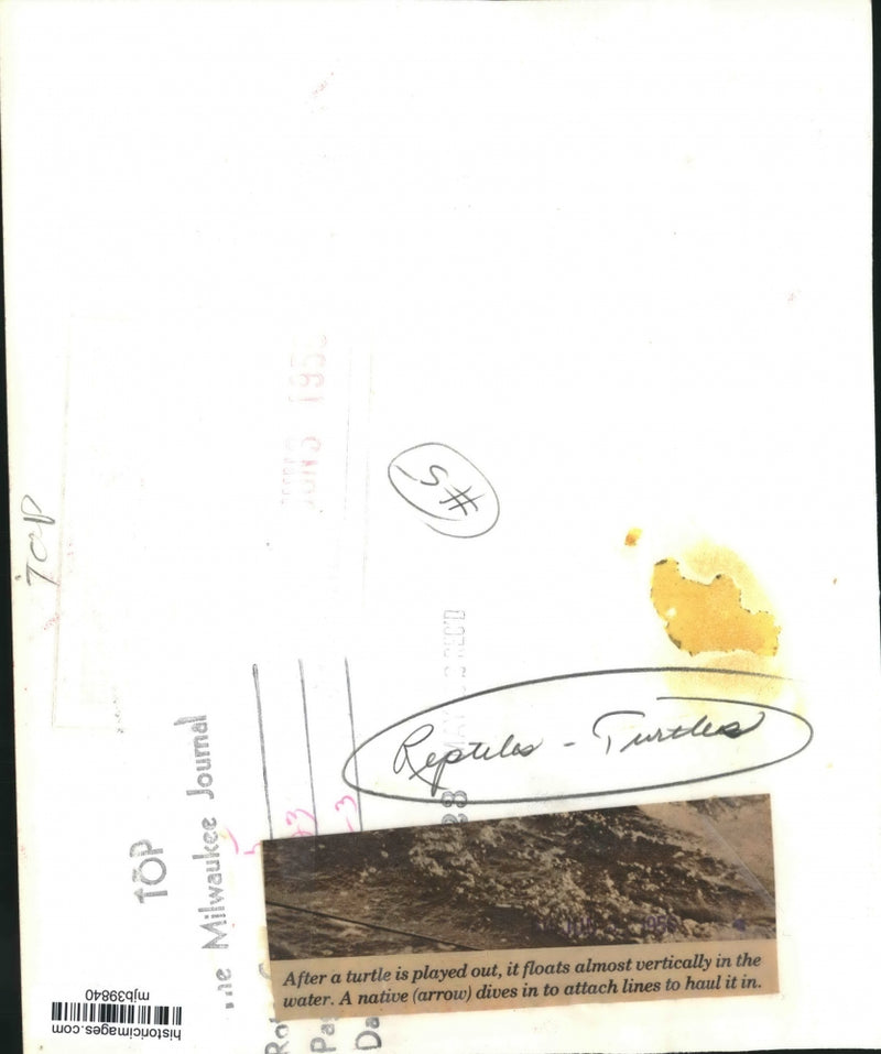 Load image into Gallery viewer, Press Photo Capturing a Turtle - mjb39840
