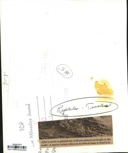Press Photo Capturing a Turtle - mjb39840